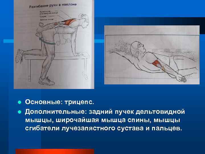 Основные: трицепс. l Дополнительные: задний пучек дельтовидной мышцы, широчайшая мышца спины, мышцы сгибатели лучезапястного