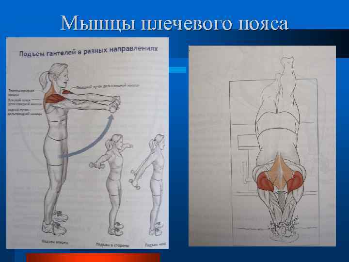 Мышцы плечевого пояса 