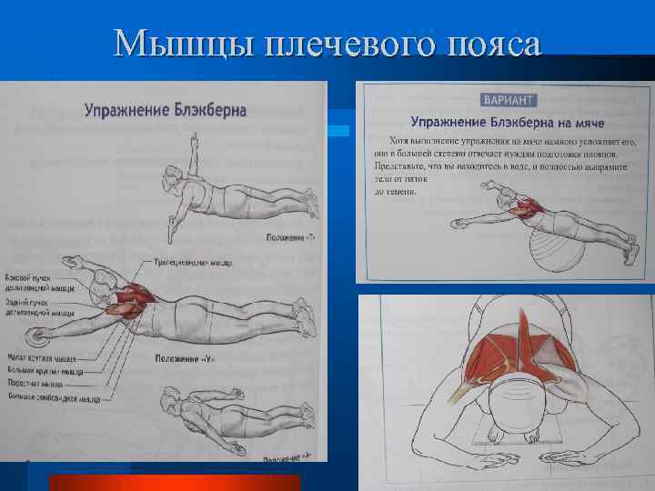 Мышцы плечевого пояса 