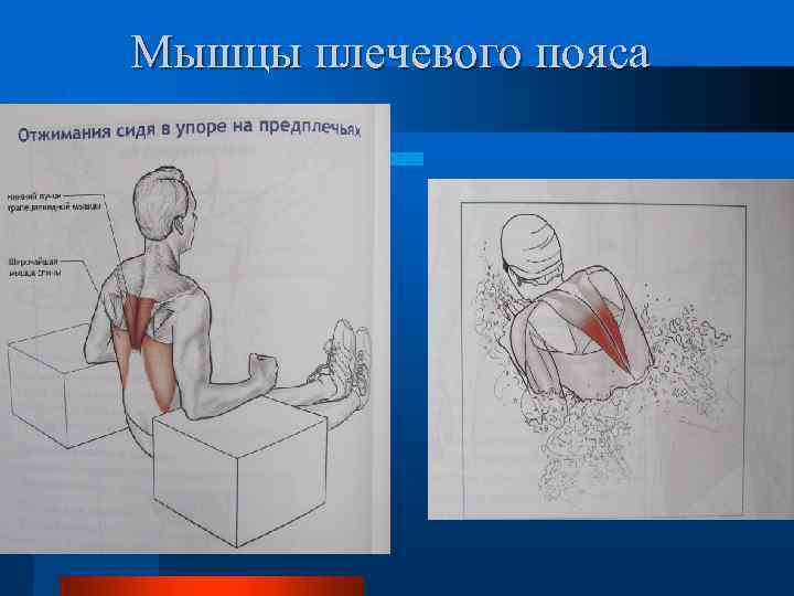 Мышцы плечевого пояса 