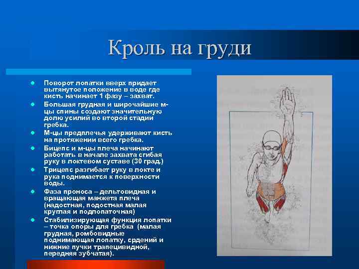 Кроль на груди l l l l Поворот лопатки вверх придает вытянутое положение в