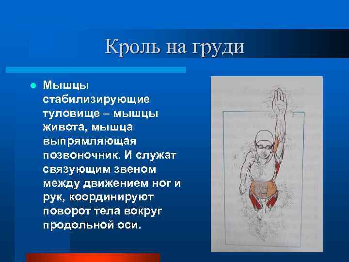 Кроль на груди l Мышцы стабилизирующие туловище – мышцы живота, мышца выпрямляющая позвоночник. И