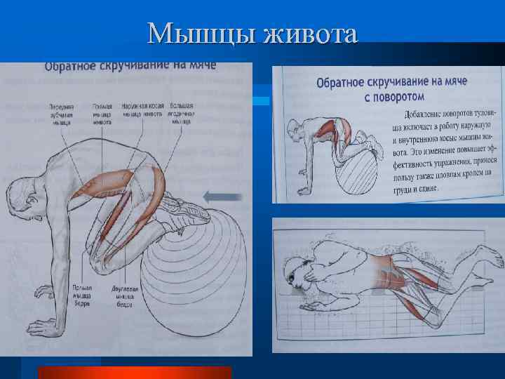 Мышцы живота 