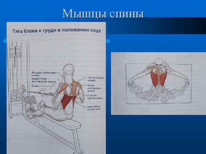 Мышцы спины 