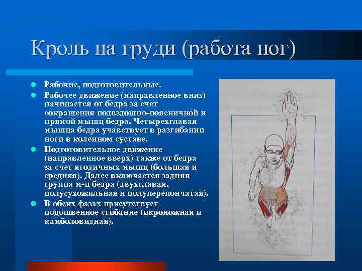 Кроль на груди (работа ног) Рабочие, подготовительные. Рабочее движение (направленное вниз) начинается от бедра