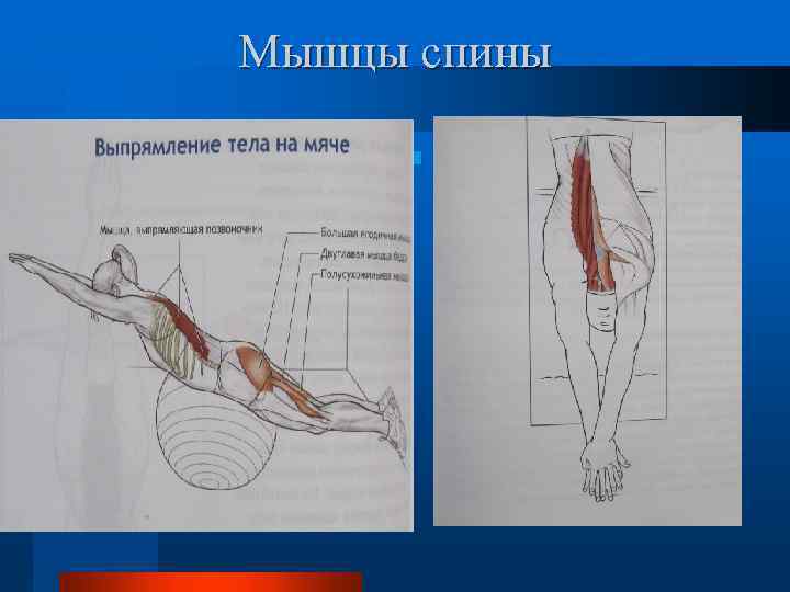 Мышцы спины 