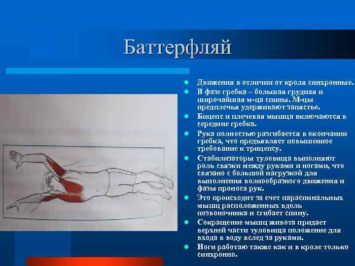 Баттерфляй l l l l Движения в отличии от кроля синхронные. В фазе гребка