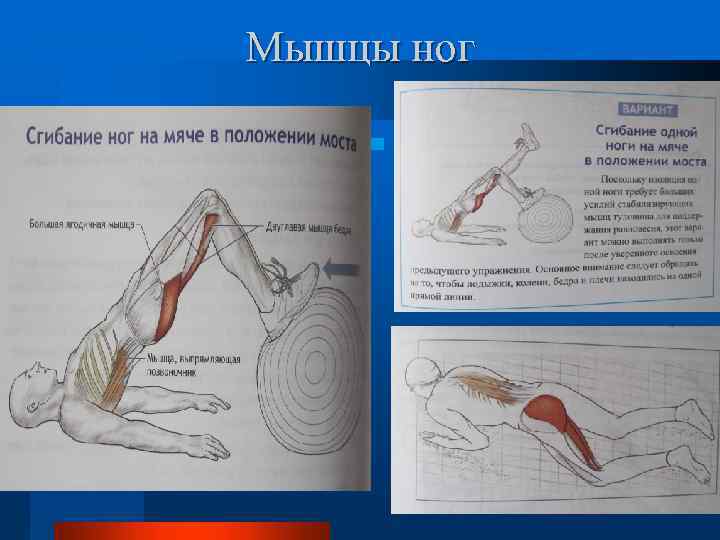 Мышцы ног 