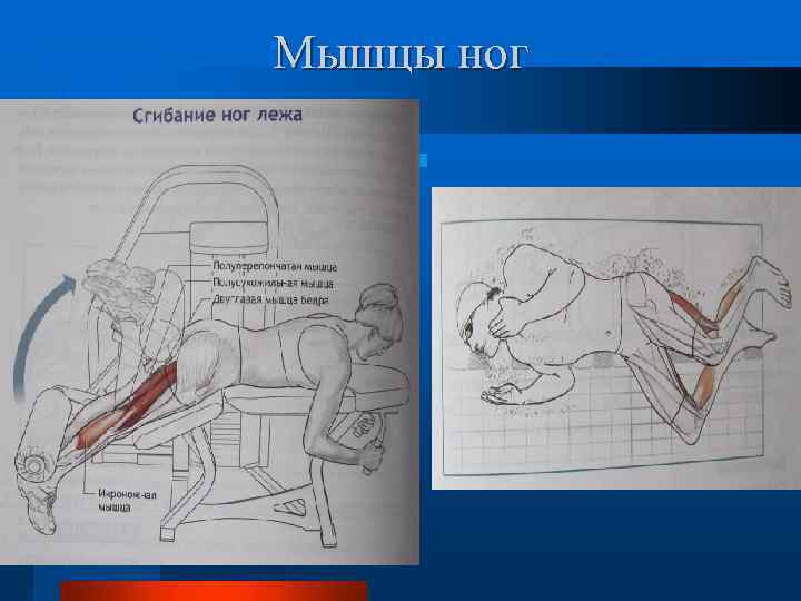 Мышцы ног 