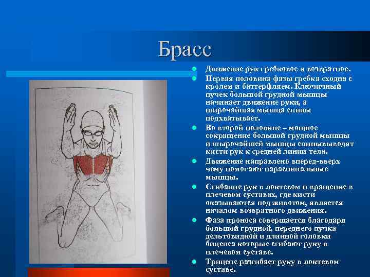 Брасс l l l l Движение рук гребковое и возвратное. Первая половина фазы гребка