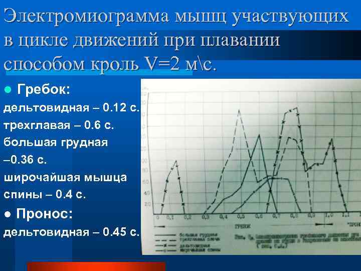 Электромиограмма мышц участвующих в цикле движений при плавании способом кроль V=2 мс. l Гребок: