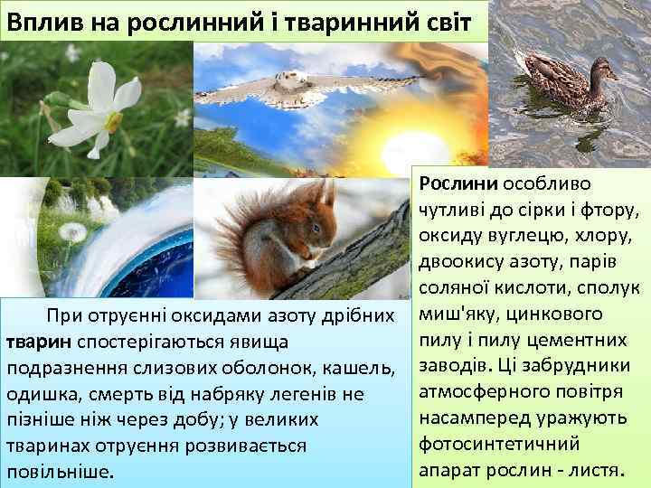 Вплив на рослинний i тваринний світ Рослини особливо чутливі до сірки і фтору, оксиду