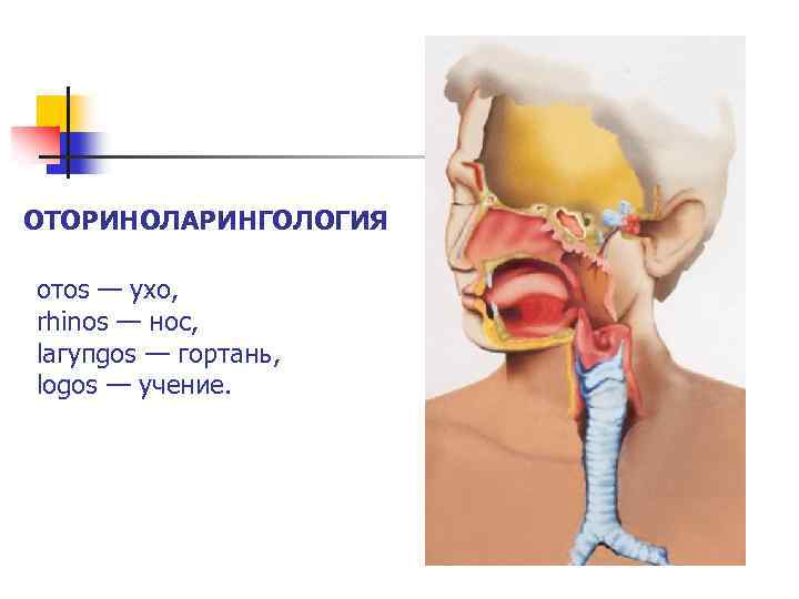 ОТОРИНОЛАРИНГОЛОГИЯ отоs — ухо, rhinos — нос, lагупgоs — гортань, logos — учение. 