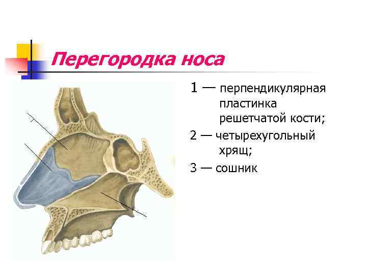 Хрящ перегородки носа фото