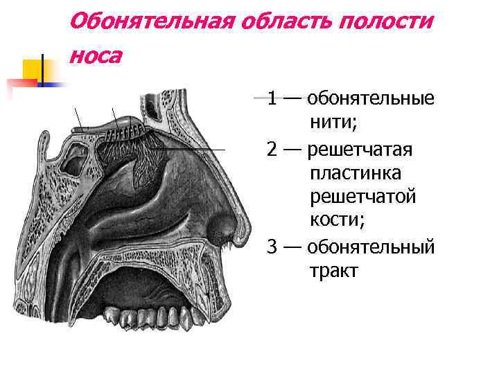 Стальные нити на носу фото