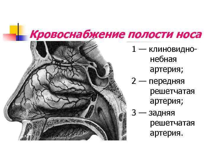 Кровоснабжение полости носа 1 — клиновиднонебная артерия; 2 — передняя решетчатая артерия; 3 —