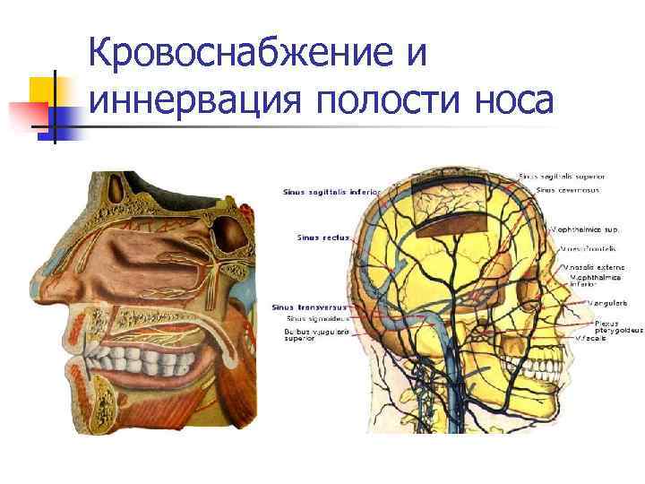 Иннервация носа схема