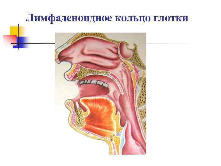 Лимфаденоидное кольцо глотки 