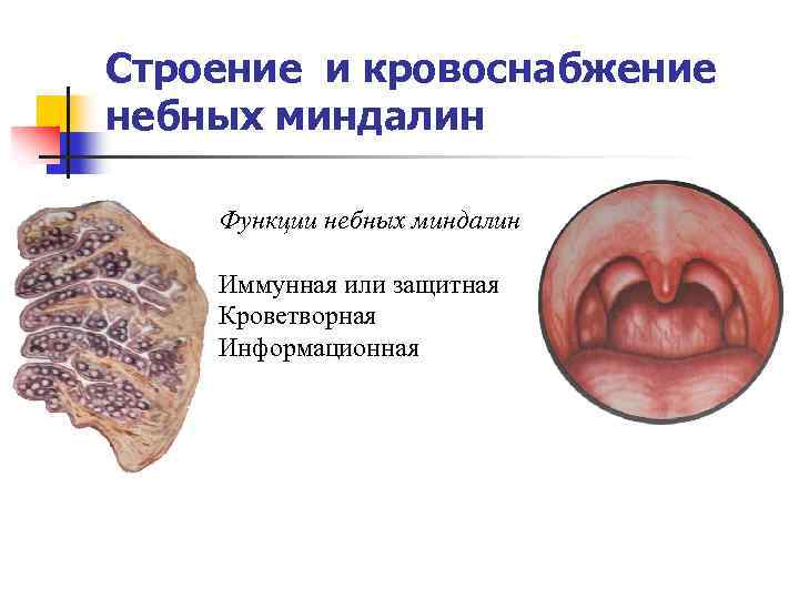 Строение и кровоснабжение небных миндалин Функции небных миндалин Иммунная или защитная Кроветворная Информационная 