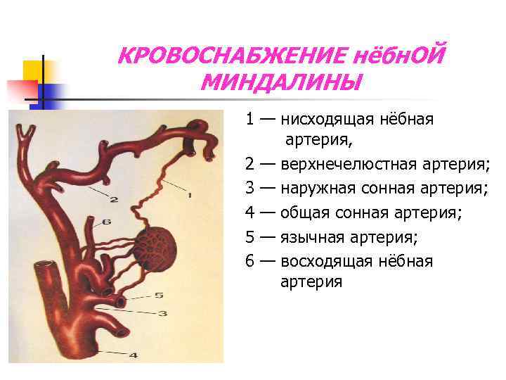 КРОВОСНАБЖЕНИЕ нёбн. ОЙ МИНДАЛИНЫ 1 — нисходящая нёбная артерия, 2 — верхнечелюстная артерия; 3