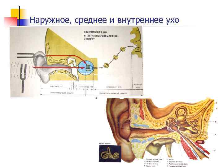 Наружное, среднее и внутреннее ухо 