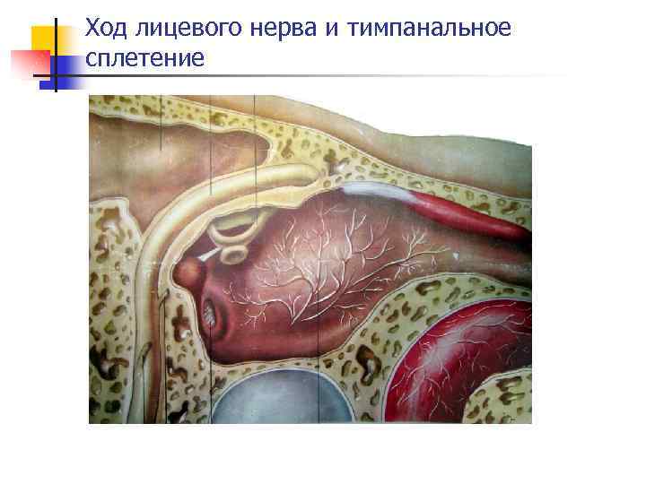 Ход лицевого нерва и тимпанальное сплетение 