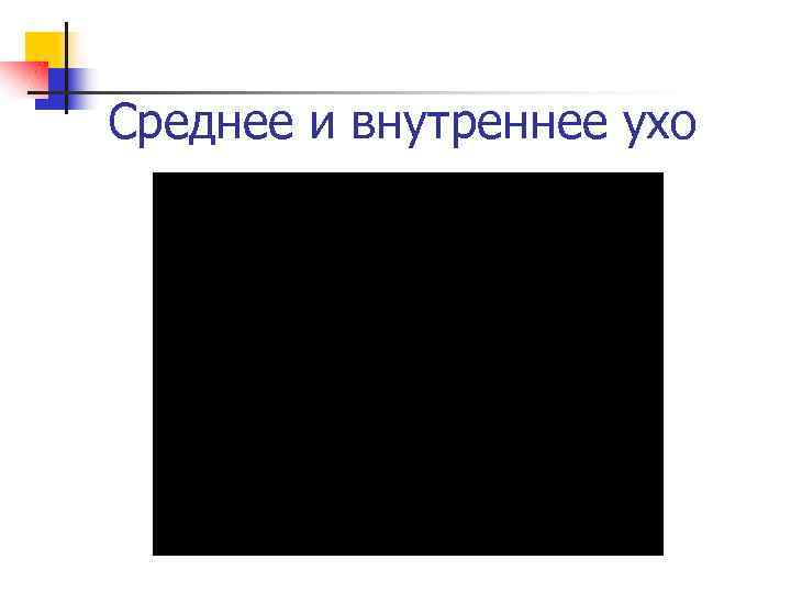 Среднее и внутреннее ухо 