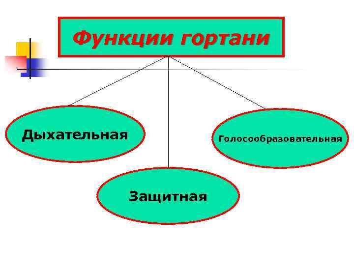 Функции гортани Дыхательная Голосообразовательная Защитная 