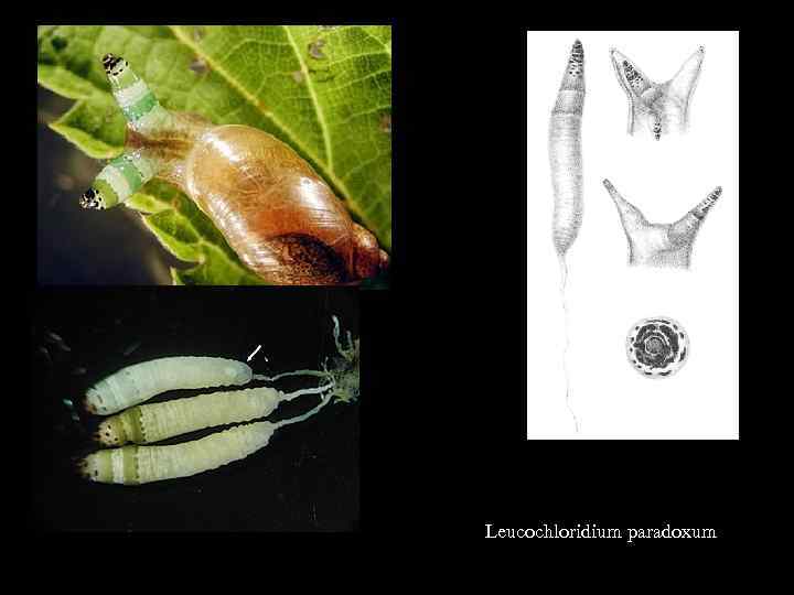 Leucochloridium paradoxum 