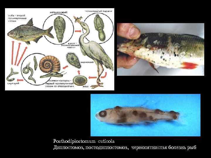 Posthodiplostomum cuticola Диплостомоз, постодиплостомоз, чернопятнистая болезнь рыб 