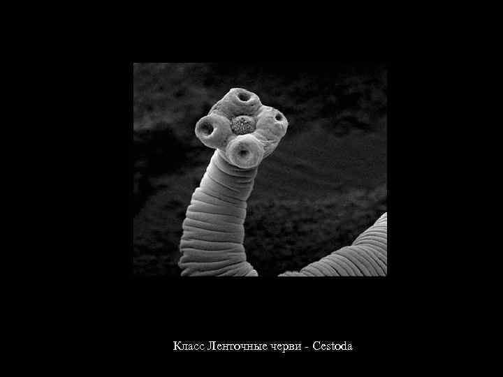 Класс Ленточные черви - Cestoda 