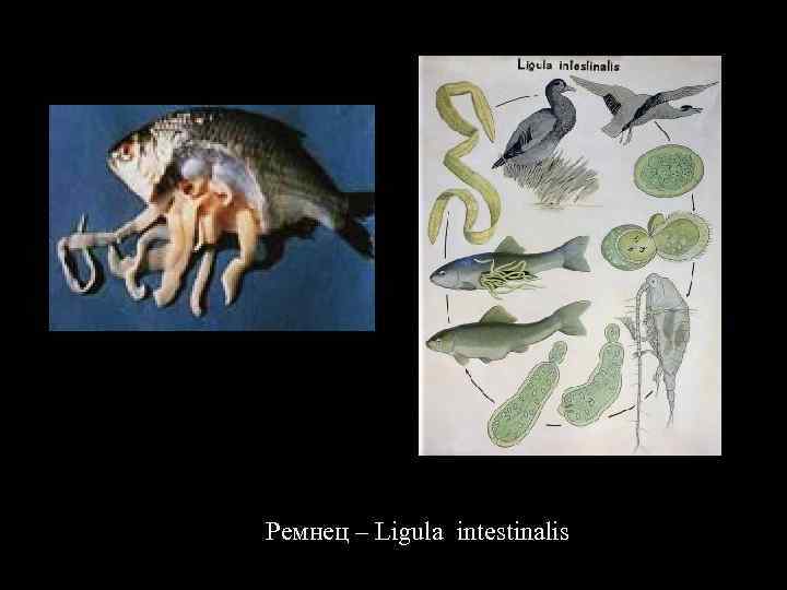 Ремнец – Ligula intestinalis 