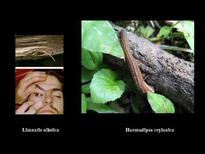 Limnatis nilotica Haemadipsa ceylanica 