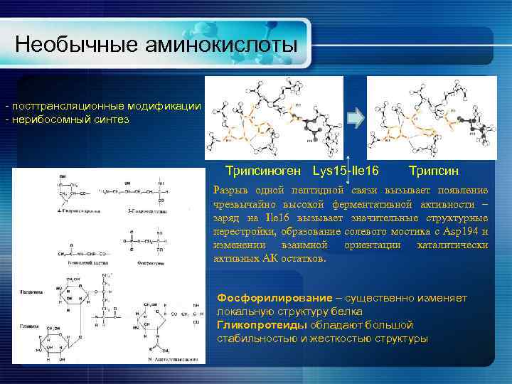 Необычные аминокислоты - посттрансляционные модификации - нерибосомный синтез Трипсиноген Lys 15 -Ile 16 Трипсин