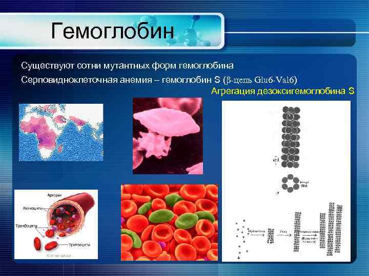 Гемоглобин Существуют сотни мутантных форм гемоглобина Серповидноклеточная анемия – гемоглобин S (β-цепь Glu 6