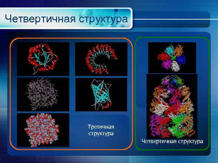 Четвертичная структура Третичная структура Четвертичная структура 