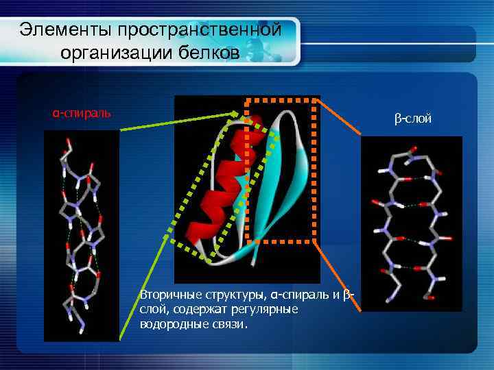 Элементы пространственной организации белков α-спираль β-слой Вторичные структуры, α-спираль и βслой, содержат регулярные водородные