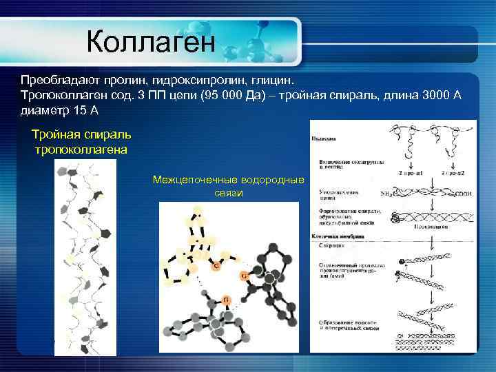 Коллаген Преобладают пролин, гидроксипролин, глицин. Тропоколлаген сод. 3 ПП цепи (95 000 Да) –