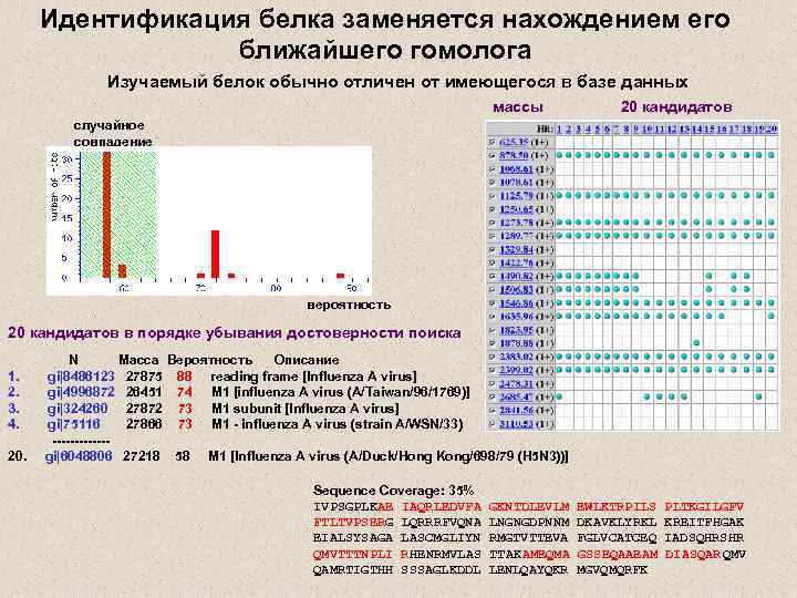 Идентификация белка заменяется нахождением его ближайшего гомолога Изучаемый белок обычно отличен от имеющегося в