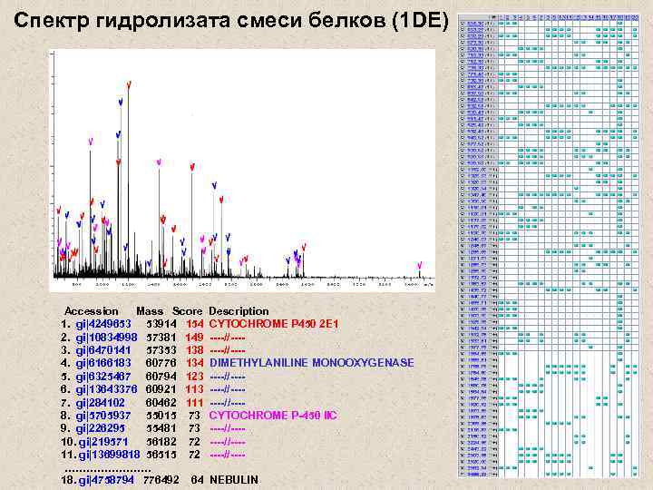 Cпектр гидролизата смеси белков (1 DE) Accession Mass Score 1. gi|4249653 53914 154 2.