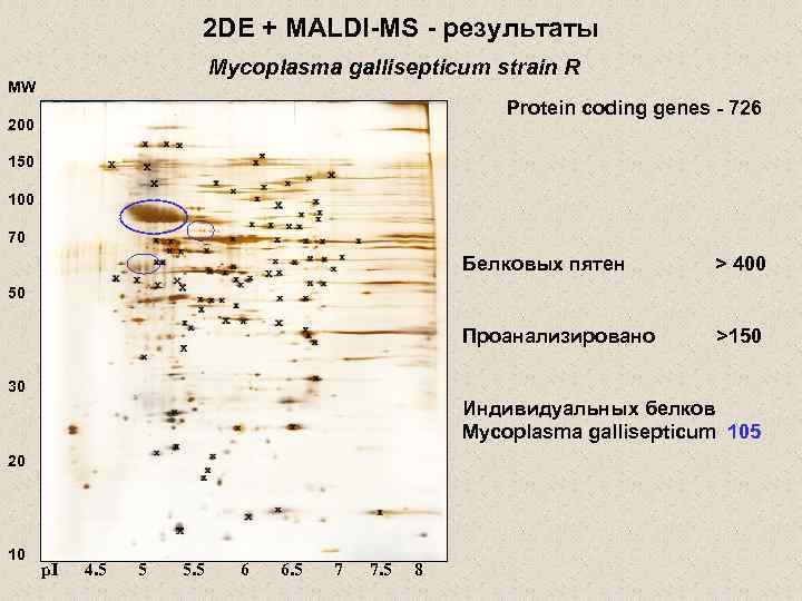 2 DE + MALDI-MS - результаты Mycoplasma gallisepticum strain R MW Protein coding genes