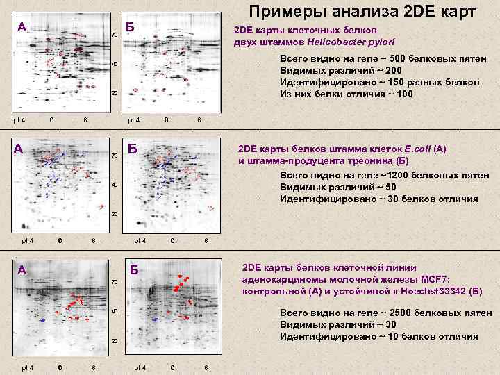 А 70 Примеры анализа 2 DE карт Б 2 DE карты клеточных белков двух