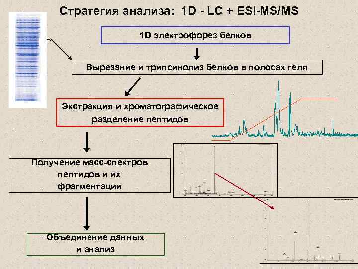 Стратегия анализа: 1 D - LC + ESI-MS/MS 1 D электрофорез белков Вырезание и