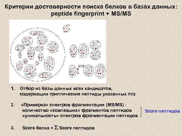 Критерии достоверности поиска белков в базах данных: peptide fingerprint + MS/MS база данных измеренные