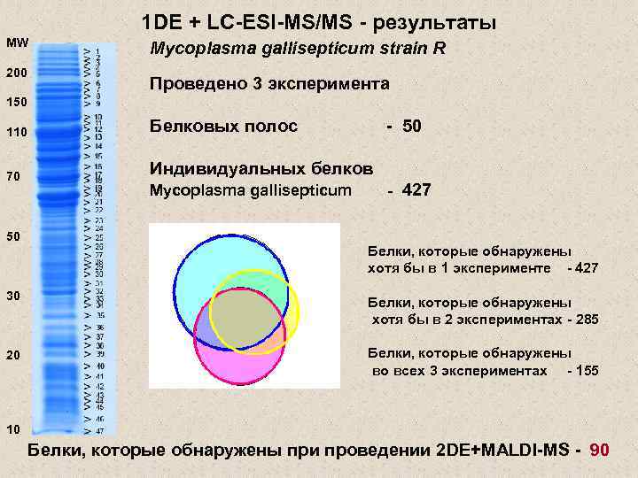 1 DE + LC-ESI-MS/MS - результаты MW 200 Mycoplasma gallisepticum strain R Проведено 3