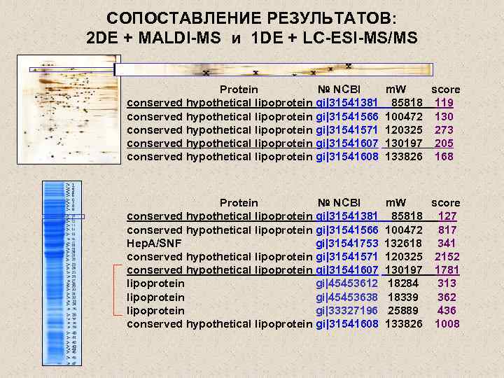 СОПОСТАВЛЕНИЕ РЕЗУЛЬТАТОВ: 2 DE + MALDI-MS и 1 DE + LC-ESI-MS/MS Protein № NCBI