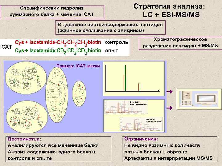 Специфический гидролиз суммарного белка + мечение ICAT Стратегия анализа: LC + ESI-MS/MS Выделение цистеинсодержащих
