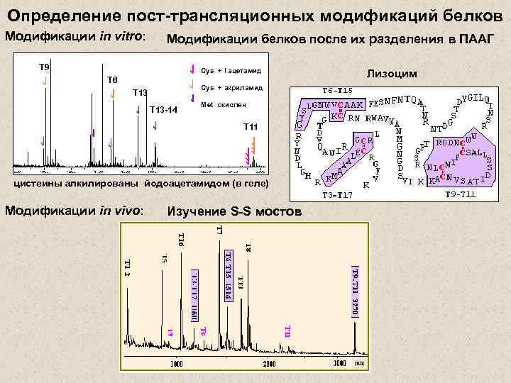 Определение пост-трансляционных модификаций белков Модификации in vitro: Модификации белков после их разделения в ПААГ