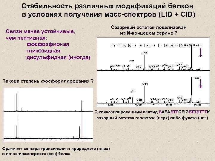Стабильность различных модификаций белков в условиях получения масс-спектров (LID + CID) Сахарный остаток локализован