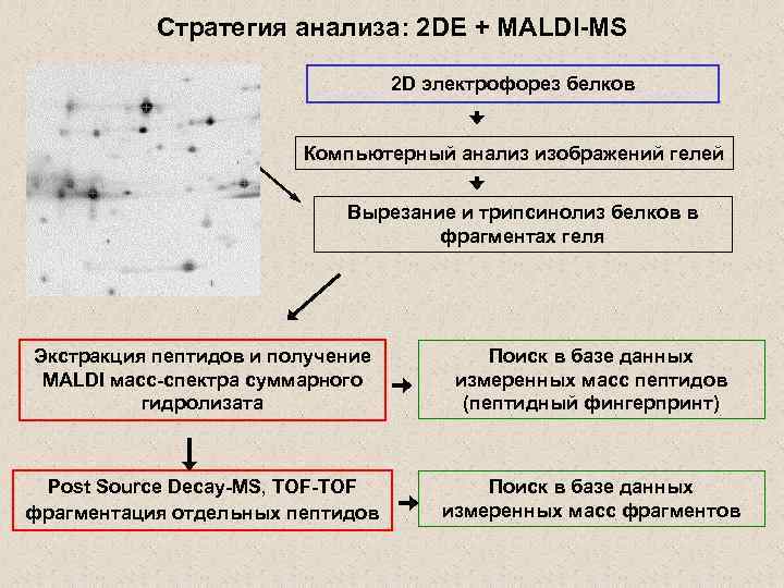 Стратегия анализа: 2 DE + MALDI-MS 2 D электрофорез белков Компьютерный анализ изображений гелей